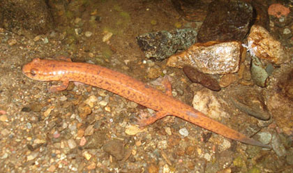 Salamandre pourpre (c) Corridor appalachien